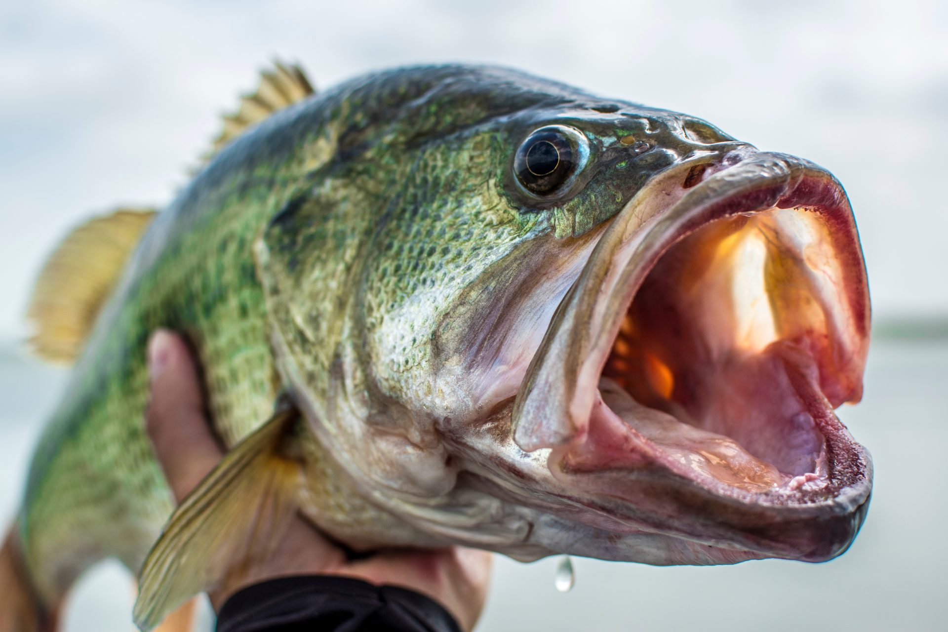 Bass Fishing in Kansas