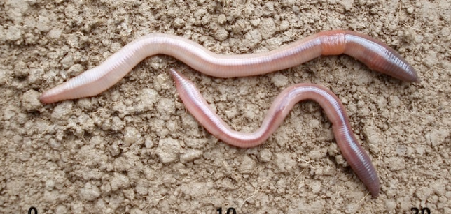 Fishing with Worms: Tips and Techniques for a Successful Trip