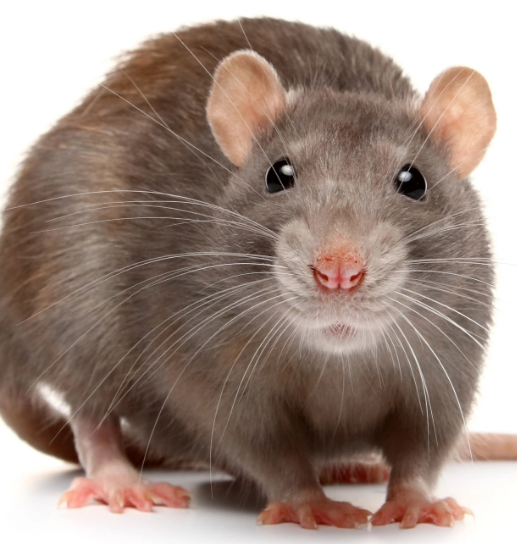 Oh Rats!